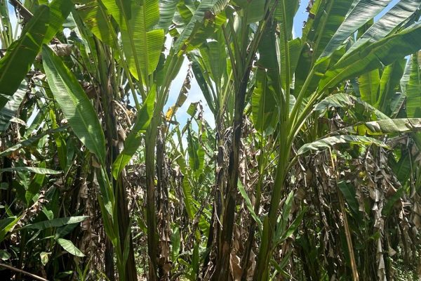 WhatsApp-Image-2025-09-12-at-10.36.21-PM-1