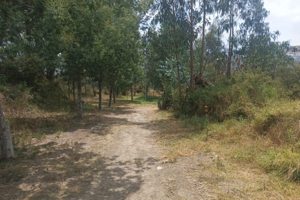 camino-de-los-eucaliptos-sr-Felix26